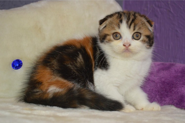 Британская трехшерстная кошка