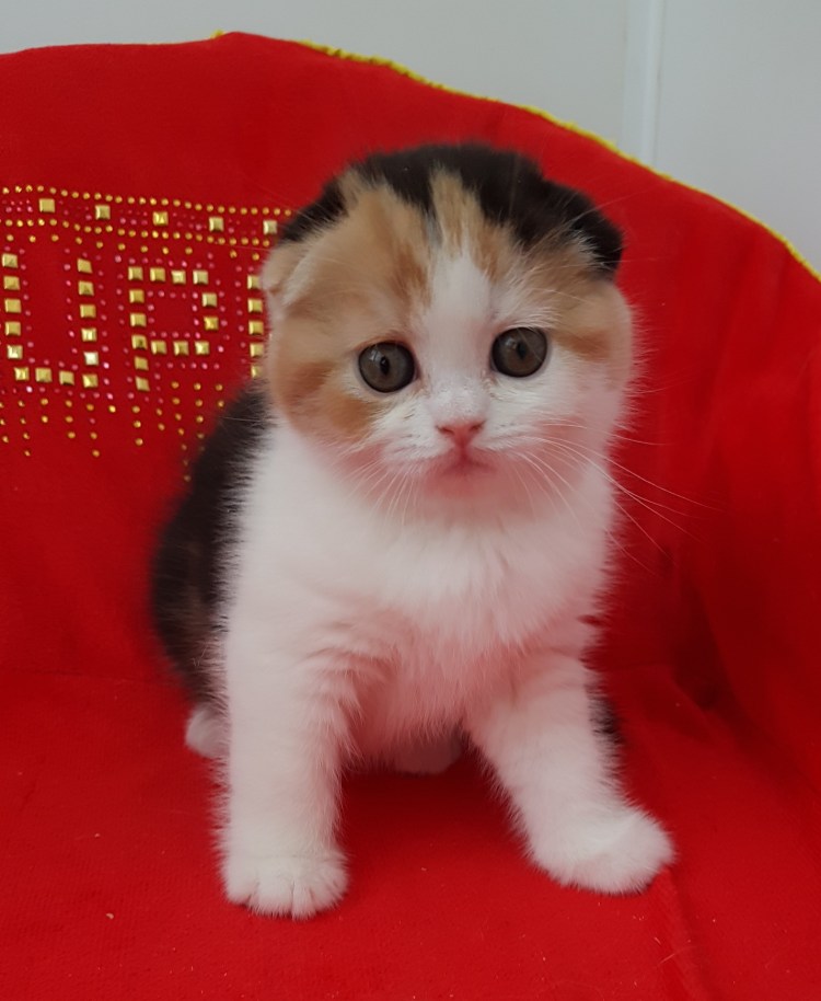 Котята скоттиш фолд трехцветные