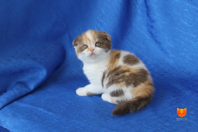 Шотландская трехцветная кошка