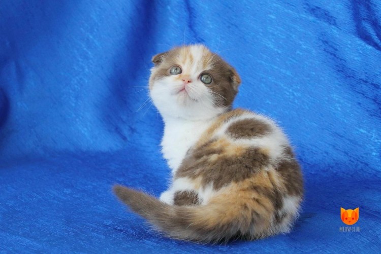 Шотландская вислоухая кошка Калико