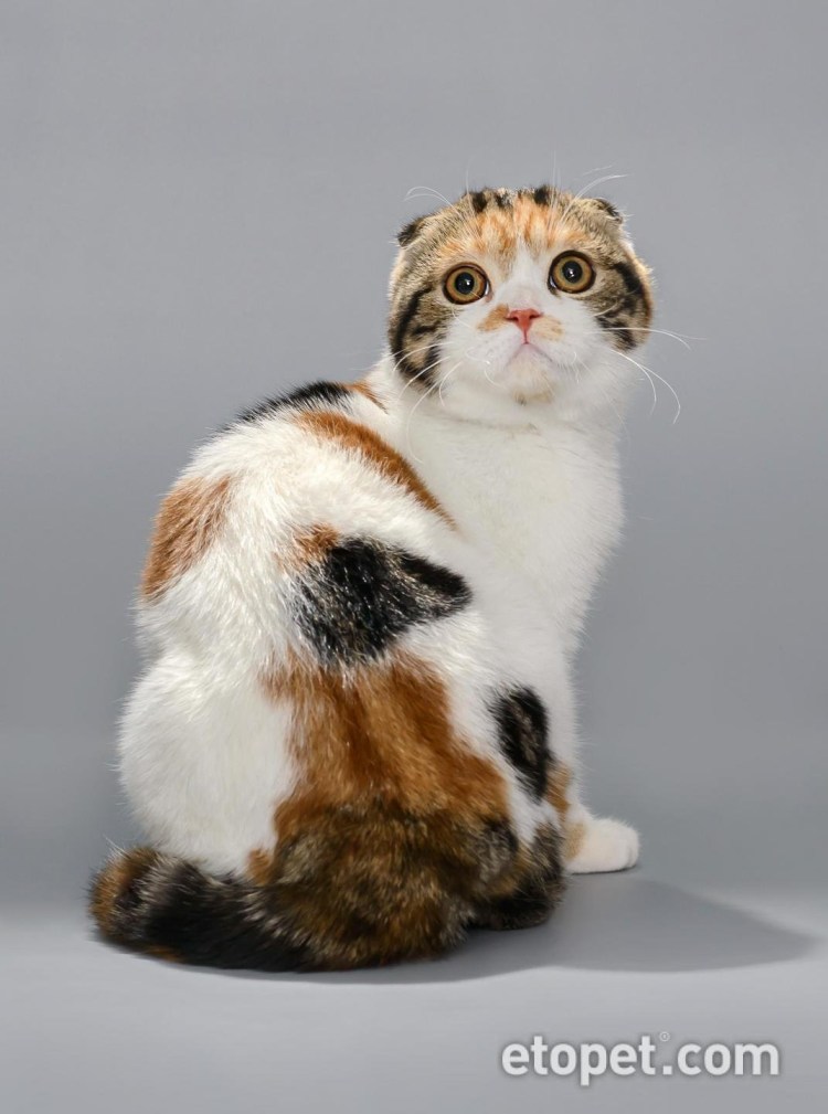 Шотландская вислоухая кошка Калико