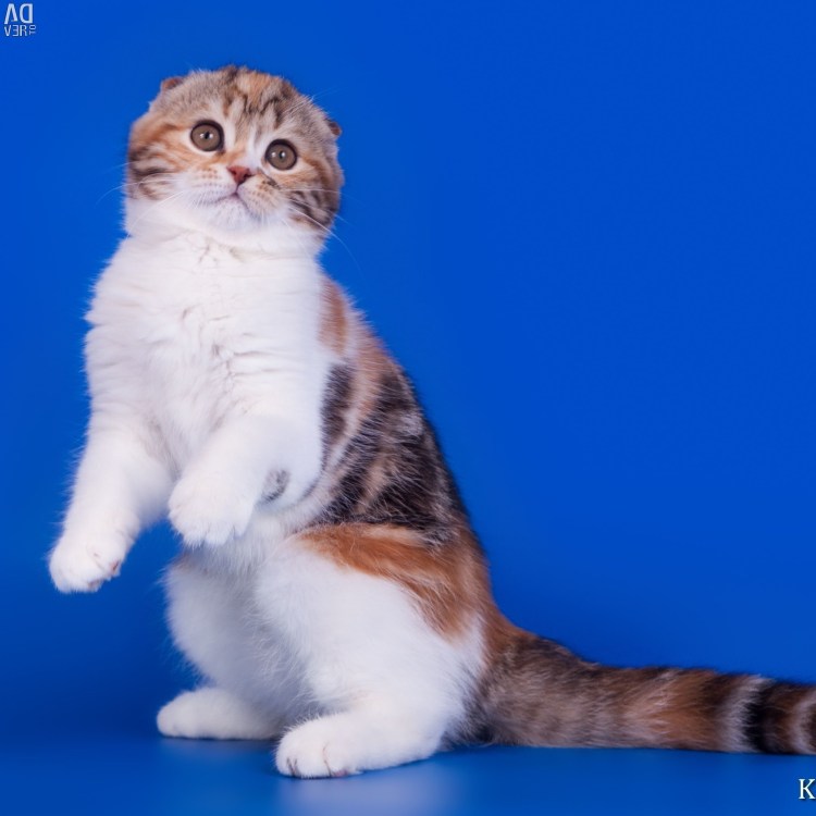 Шотландская вислоухая трехшерстная