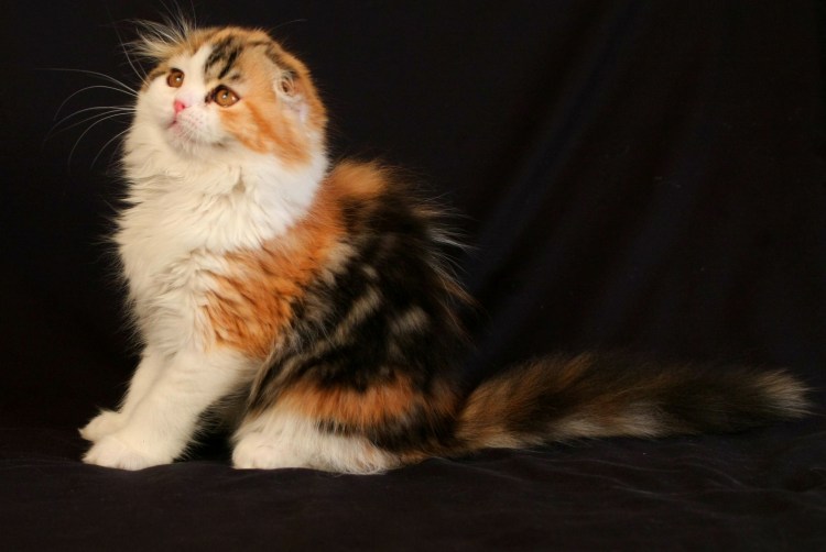Шотландская вислоухая кошка трехцветная