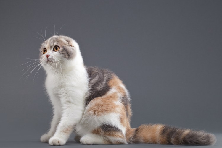 Шотландская вислоухая черепаховая