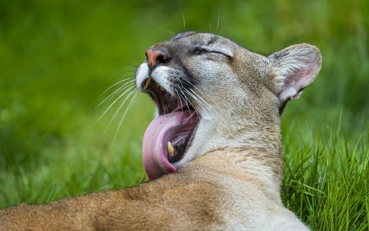 Кот со злой мордой