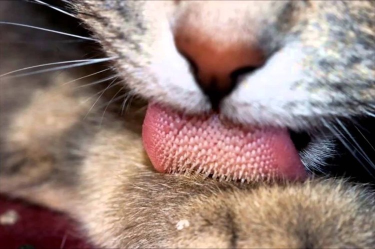 Можно ли целовать кошек в нос