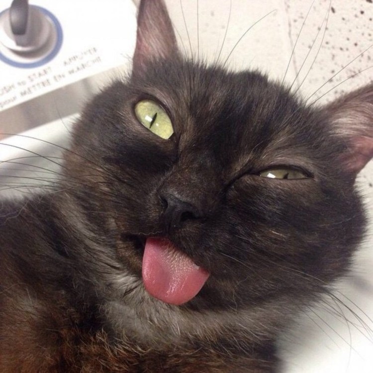 Кошачьи яички