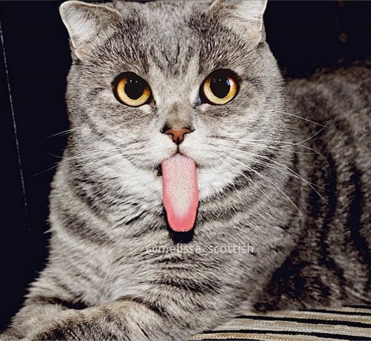 Коты с высунутым языком
