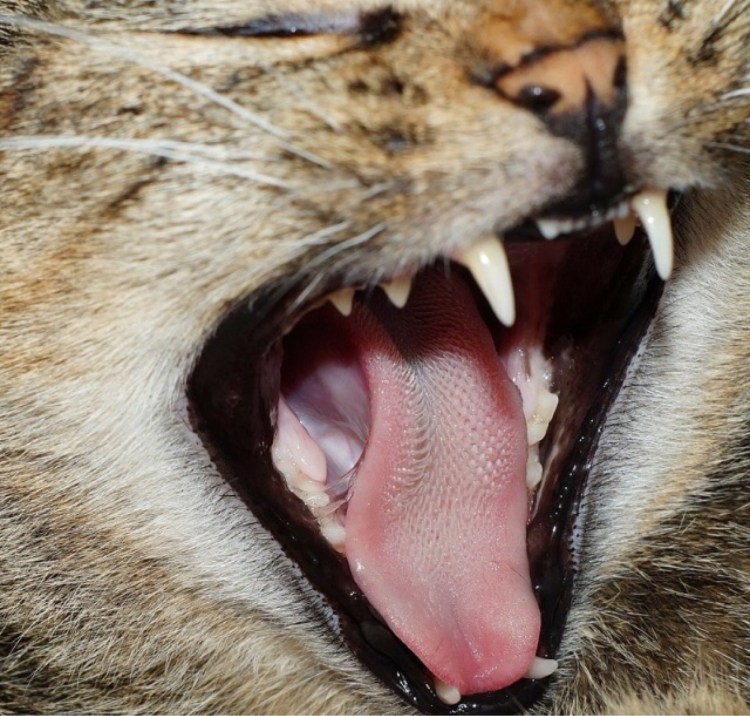 Кошка с высунутым языком