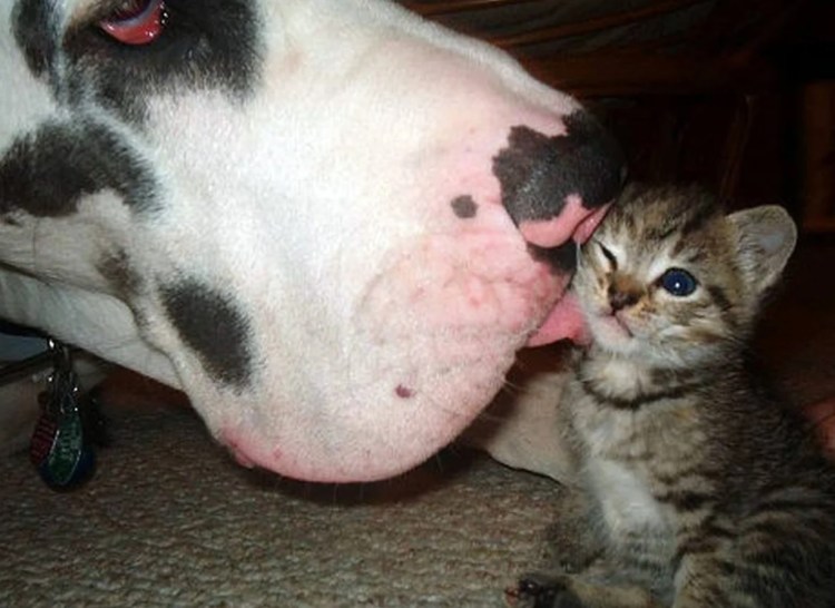 Кот показывает язык