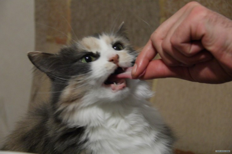 Рыжий кот с высунутым языком