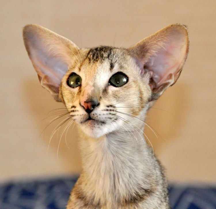 Ориентальные котята