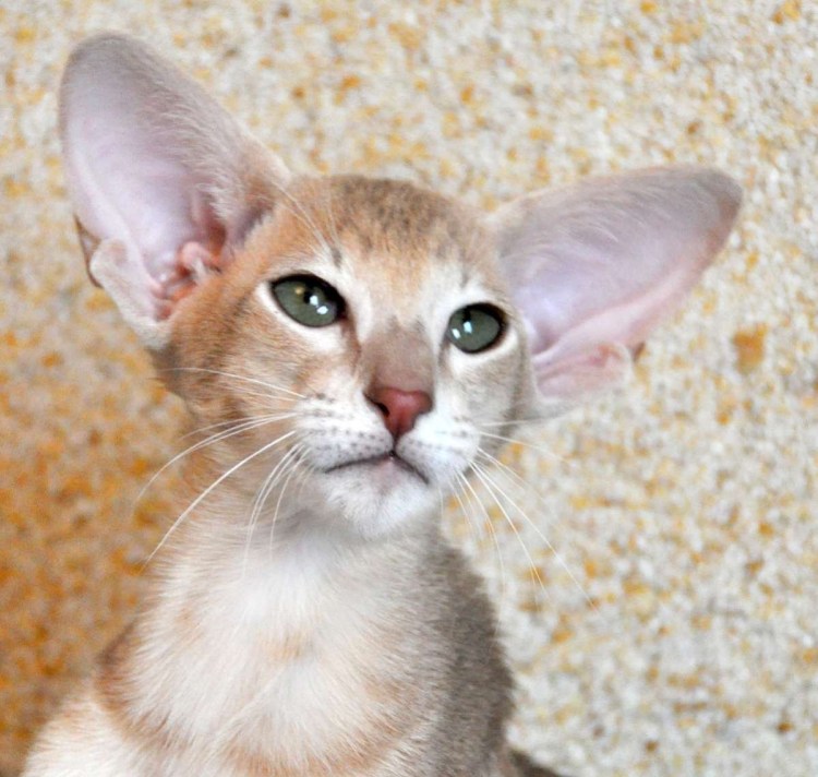 Ориентальный кот Ушастый