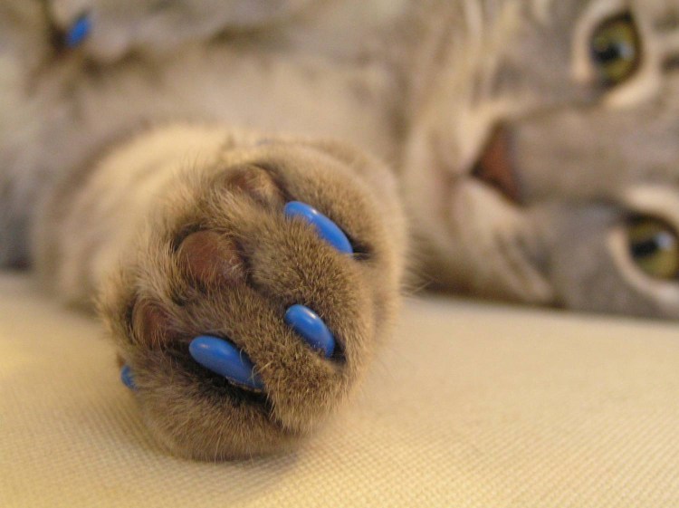 Колпачки на когти для кошек