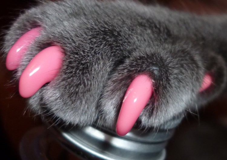 Накладки на когти для кошек