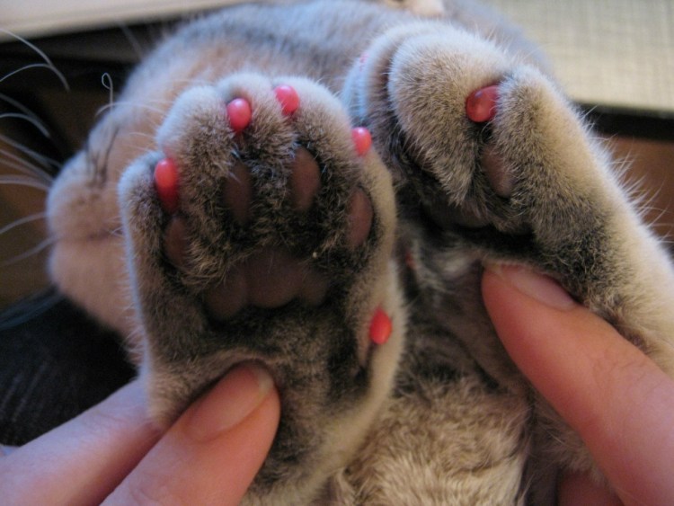 Носки для кошек от когтей