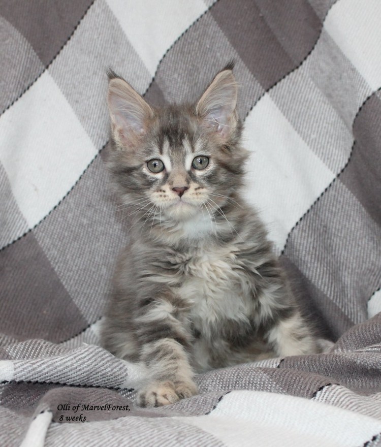 Мейн кун и Шотландская вислоухая