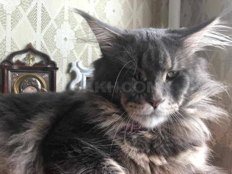 Помесь Мейн куна и британца