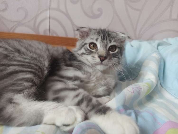 Котенок от Мейн куна и шотландской