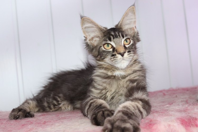 Смесь мраморного британца и Мейн-кун