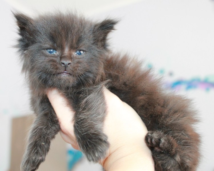 Смесь Мейн куна и сибирской