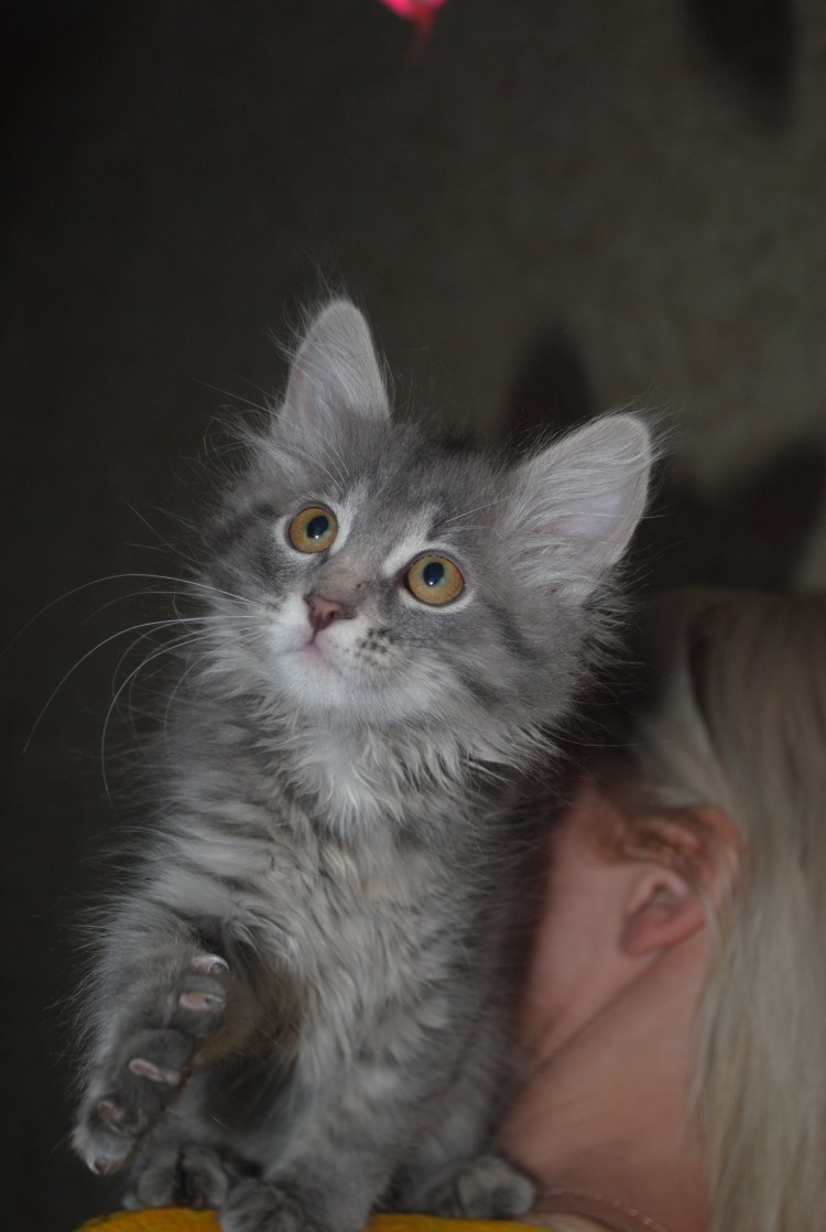 Метис Мейн куна