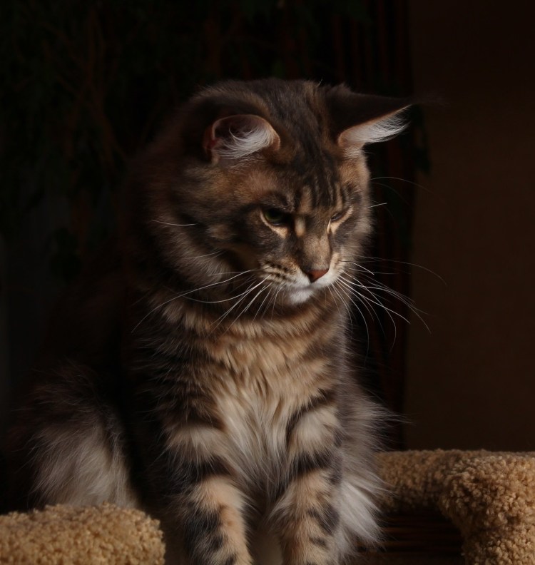 Помесь Мейн куна и британца