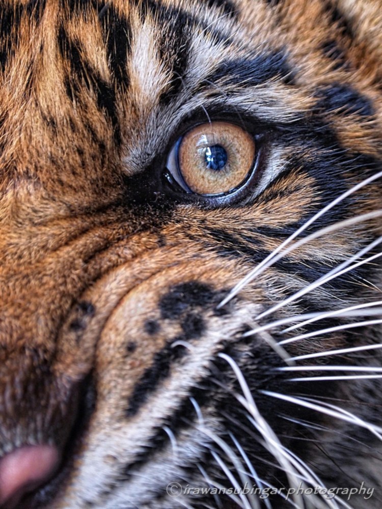 Взгляд тигра