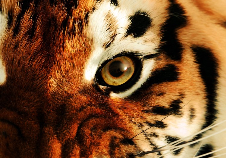 Тигр цвет глаз