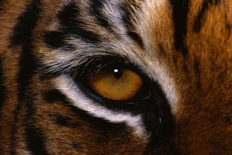 Глаза животных