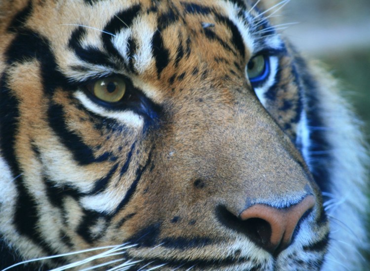 Глаза как у тигра у человека