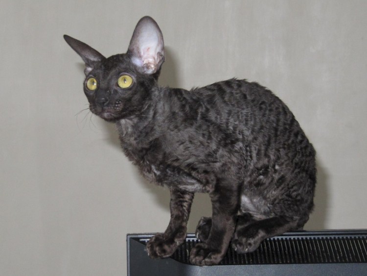 Кот Селкирк рекс