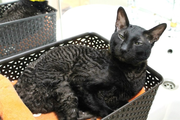 Корниш рекс Девон черный