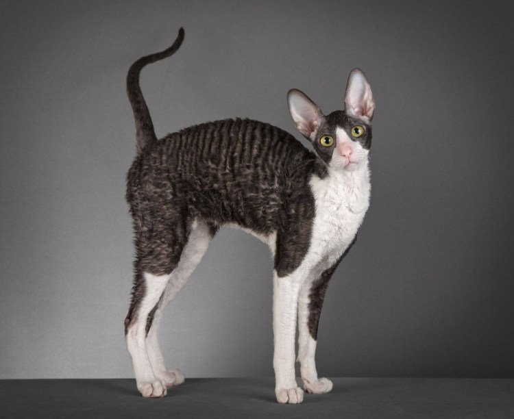 Селкирк рекс