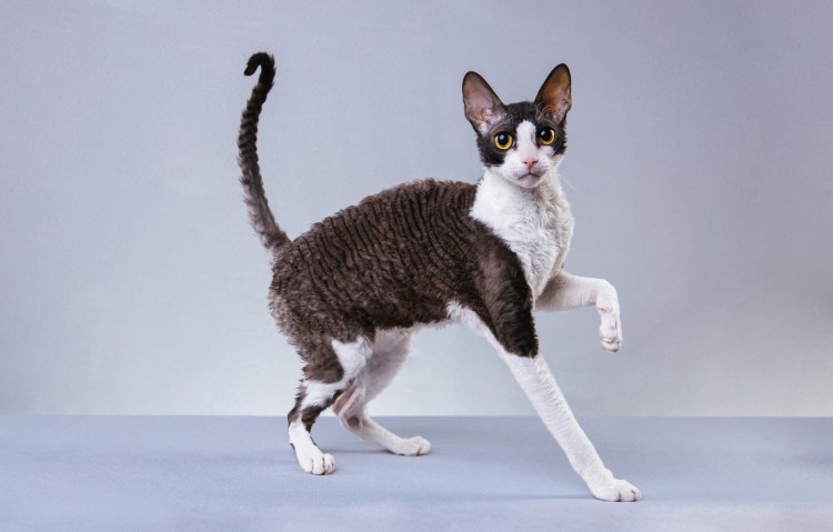 Корниш рекс каракулевый