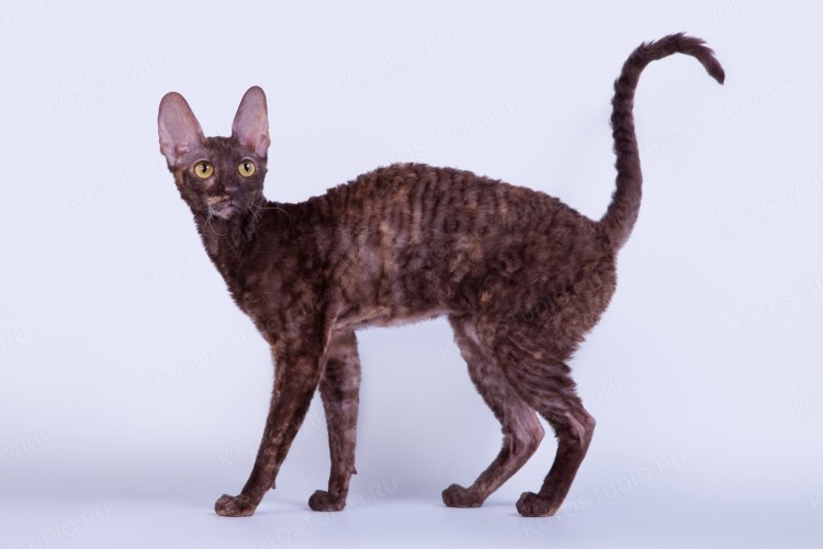 Корниш рекс рыжий
