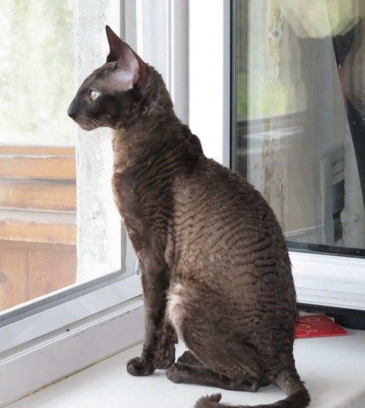 Кошка с каракулевой шерстью