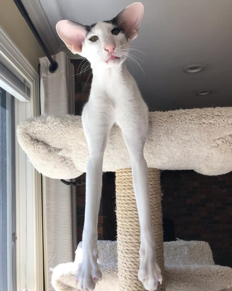 Коты ориенталы грузины