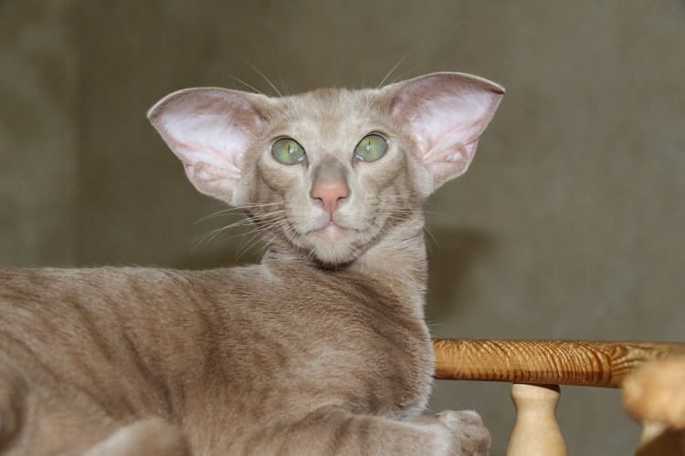 Ориентальная кошка Гавана