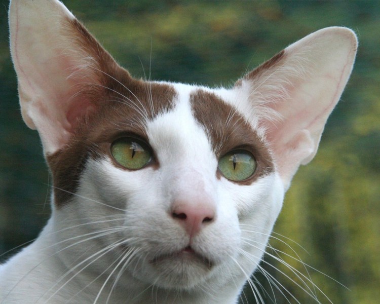 Ориентальная кошка страшная