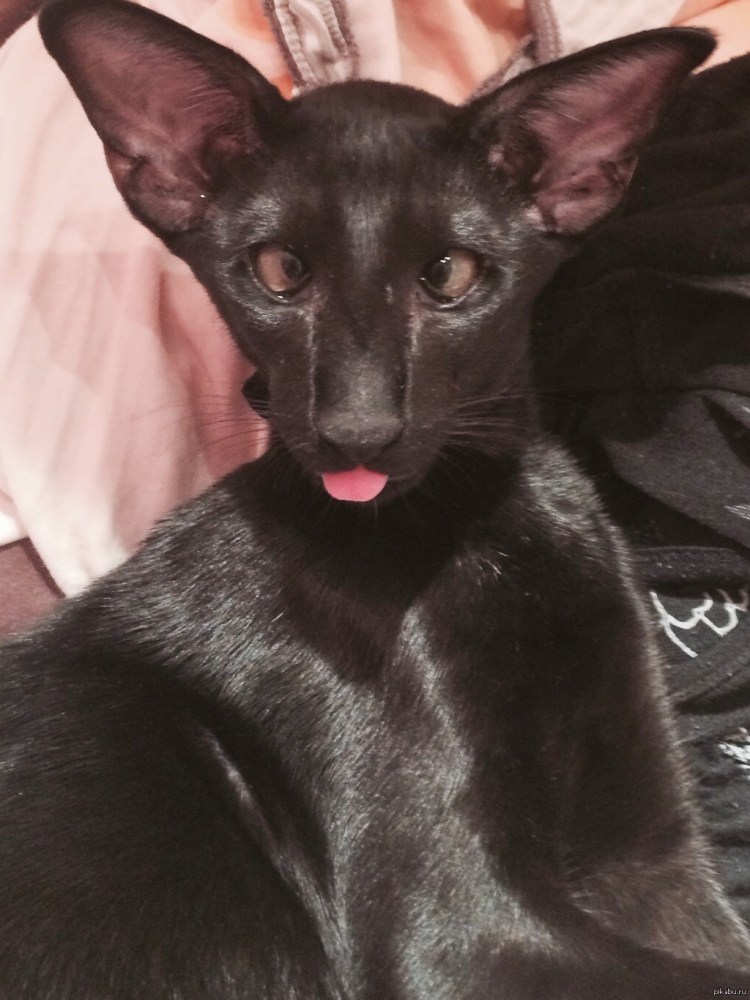 Ориентальная короткошерстная