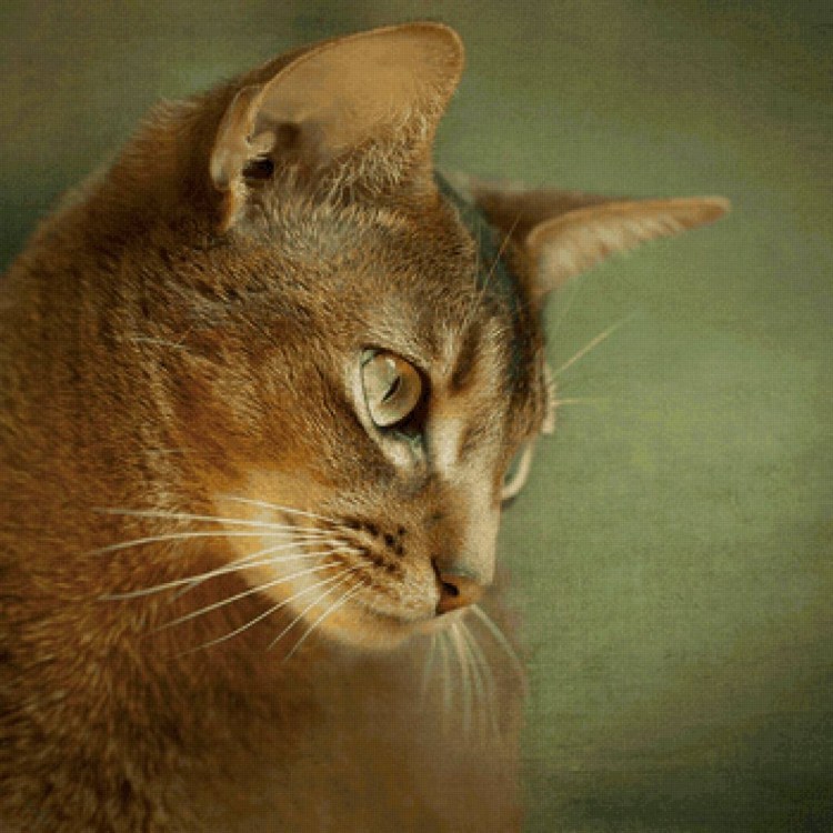 Петерболд кошка и Ориентал