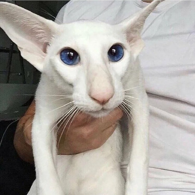 Ориентальная Гавана Браун