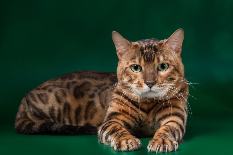 Кошки бенгальской породы