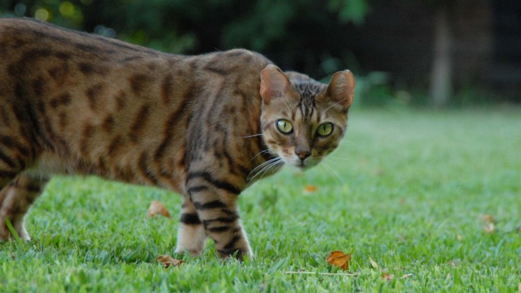 Кошки бенгальской породы