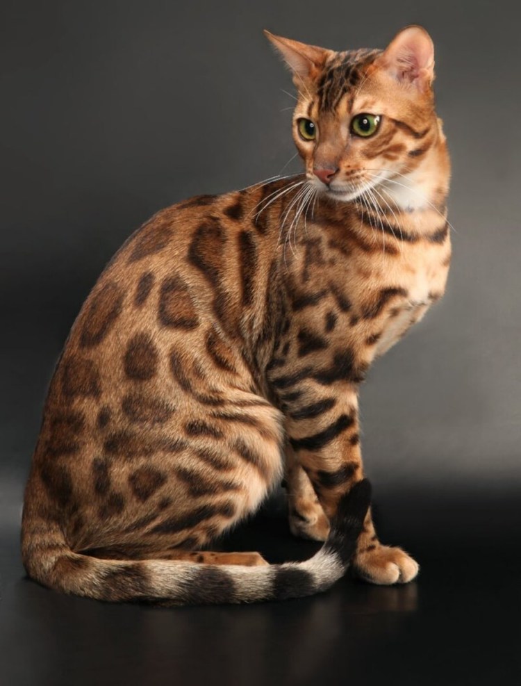 Бельгийский тойгер