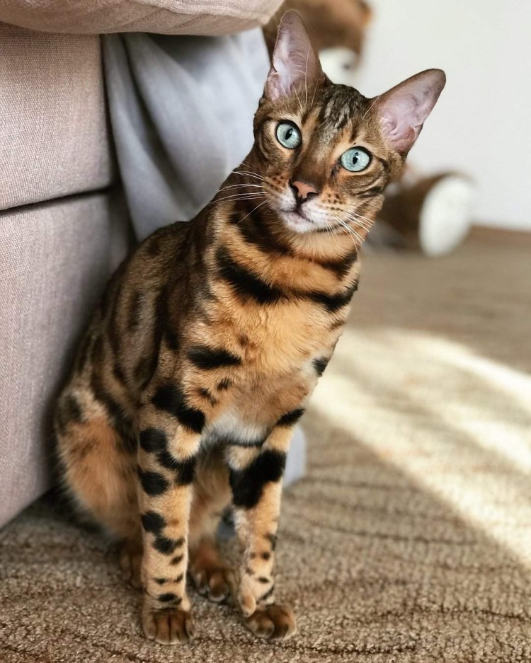 Бенгальская леопардовая кошка