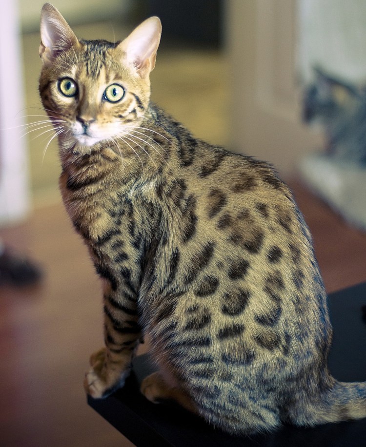 Бенгальская кошка