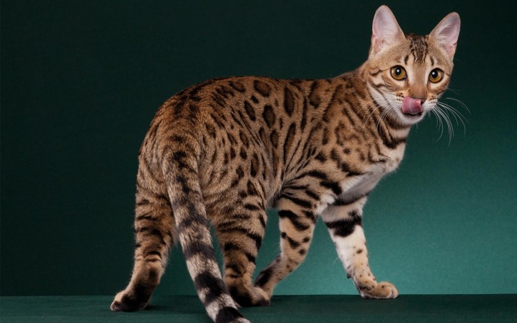 Бенгальская кошка табби