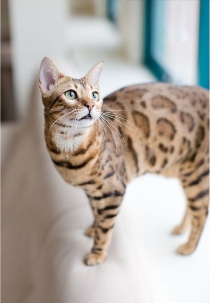 Бенгальская кошка